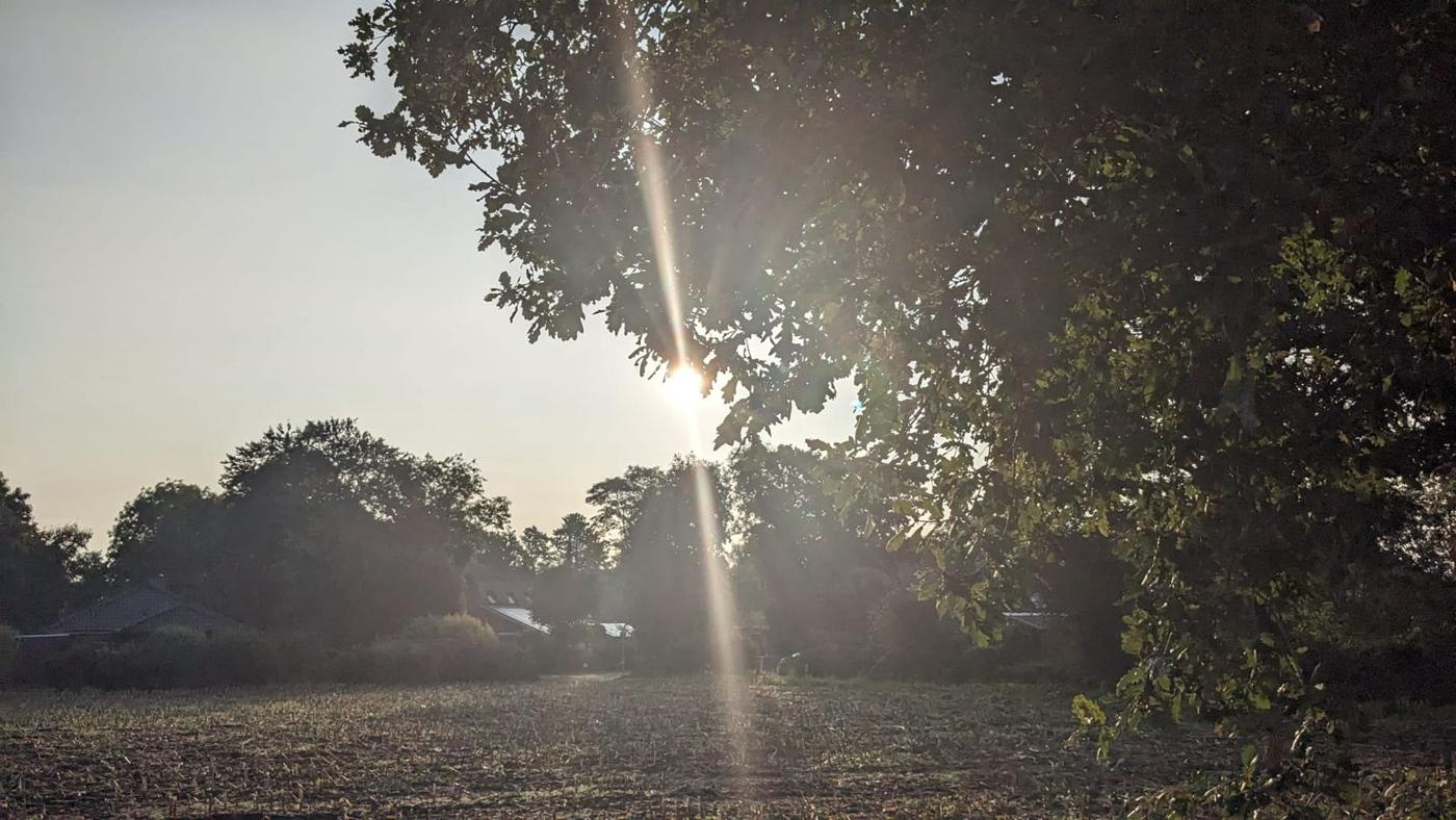 Abendsonne am Waldrand