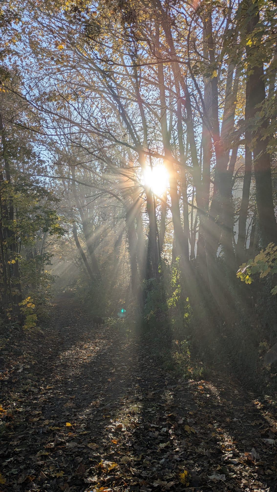 Sonnenstrahlen fallen durch herbstliche Bäume auf einen Waldweg im Morgennebel